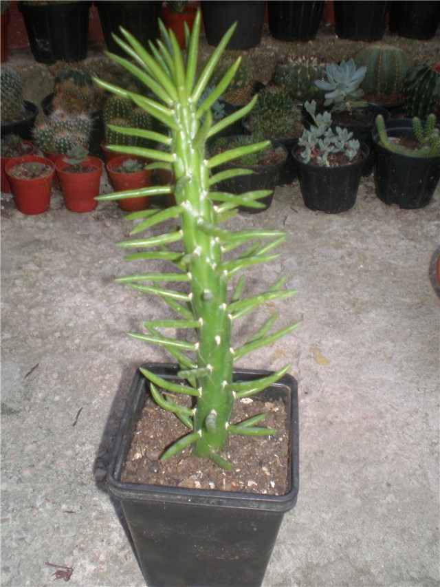 Austrocylindropumtia subulata